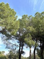 Il Boschetto dei Pini