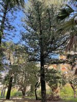 Araucaria heterophylla (Salisb.) Franco