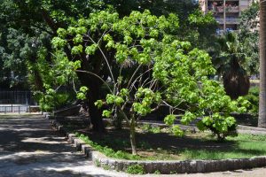Broussonetia papyrifera L’Hér. ex Vent.