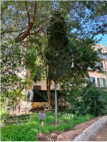 Cupressus sempervirens L.