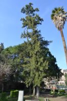 Casuarina equisetifolia Forst. & Forst.