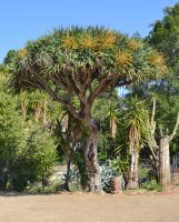 Dracaena draco (L.) L.