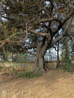Ficus macrophylla f. columnaris (C. Moore) D. J. Dixon