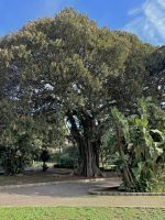Ficus macrophylla f. columnaris (C. Moore) D. J. Dixon