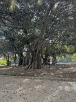 Ficus macrophylla f. columnaris (C. Moore) D. J. Dixon