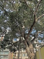 Ficus watkinsiana F. M. Bailey