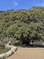 Ficus macrophylla f. columnaris (C. Moore) D. J. Dixon