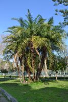 Phoenix reclinata Jacq.