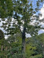 Robinia pseudoacacia L.
