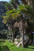 Trachycarpus fortunei (Hook.) H. A. Wendl.