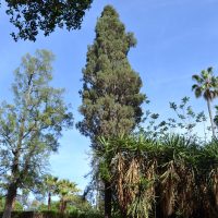 Cupressus sempervirens L.